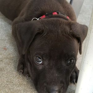 Meet your Posher, Rosanna